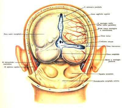 topographic anatomy art