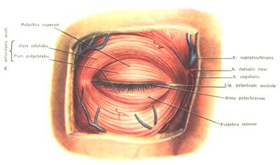 anatomia