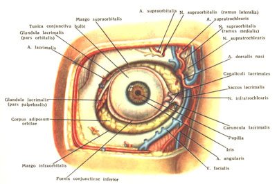 anatomy and topographic anatomy